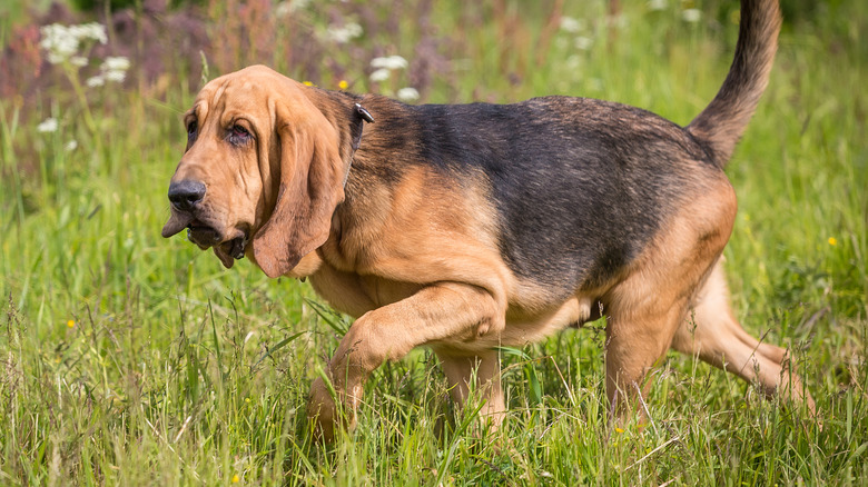 Un bloodhound