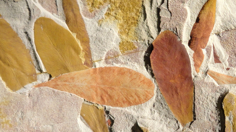 Feuilles fossilisées de glossopteris