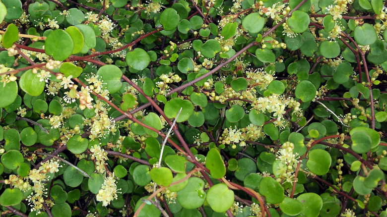 Tangle of maidenhair vines