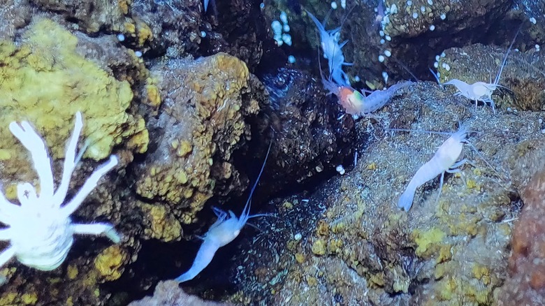 Crevette crustacée du fond marin