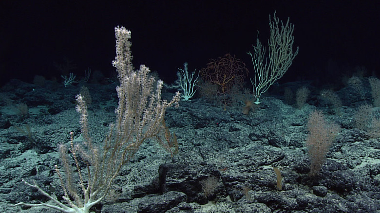 seafloor deep sea ocean