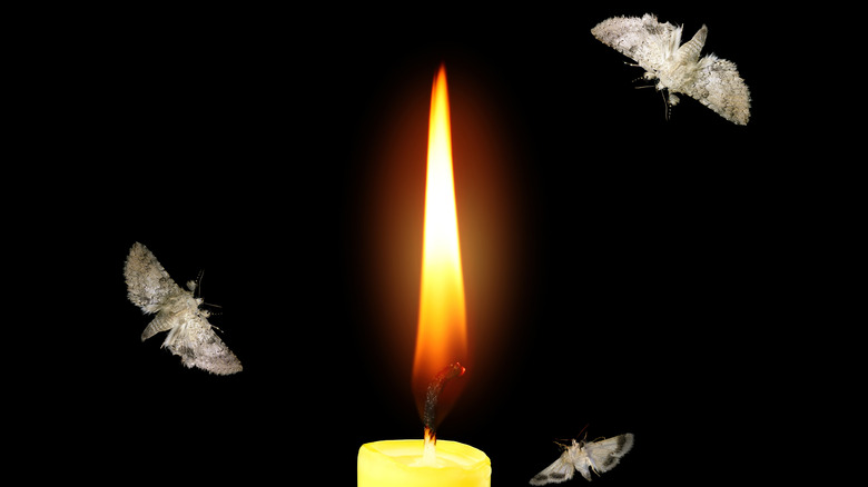 Moths autour d'une flamme