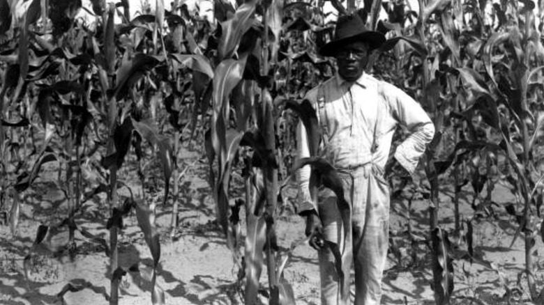 Agriculteur noir à côté de cultures de maïs