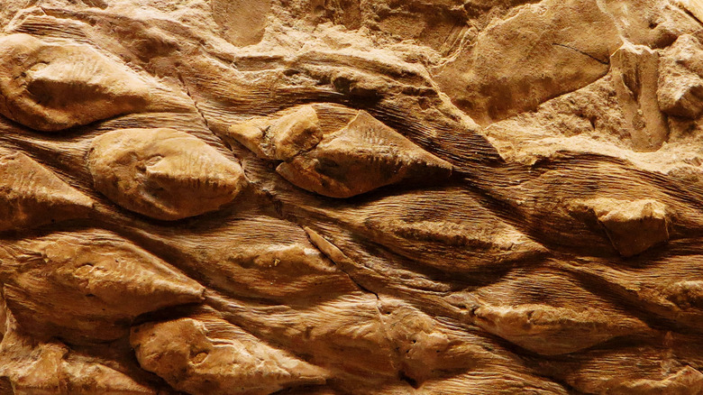 Fossilised bark from a Carboniferous scale tree