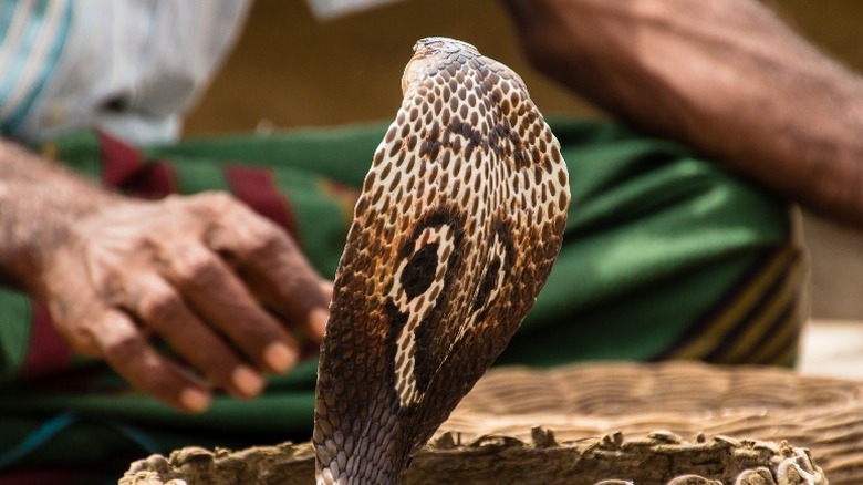 cobra in a basket