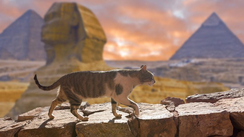 Un chat marchant sur un mur devant les pyramides et le sphinx