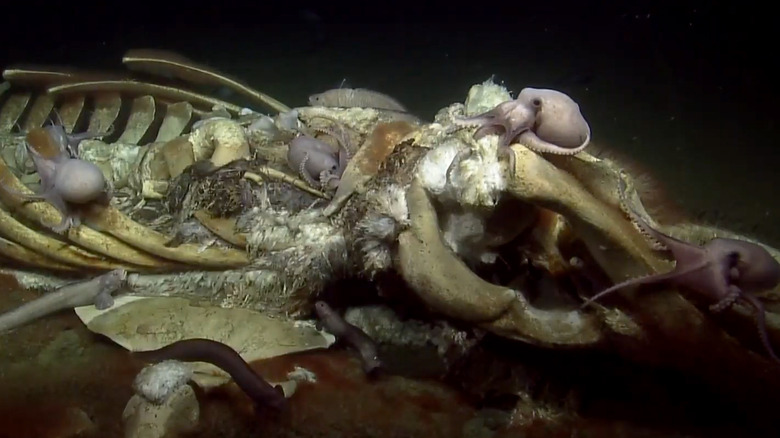 squelette de baleine et pieuvres océaniques