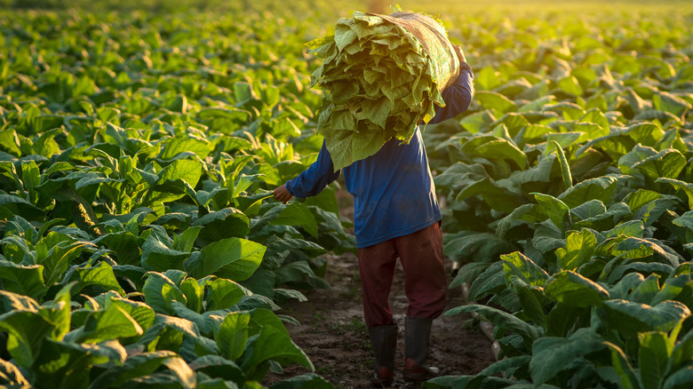 Agriculture à Cuba