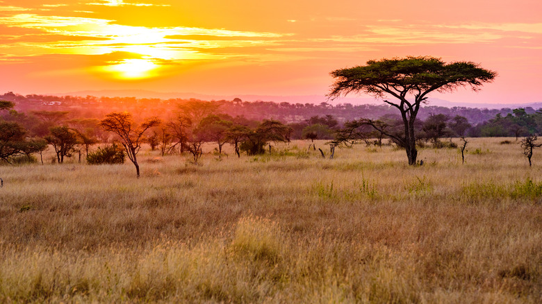 Coucher de soleil sur le Serengeti