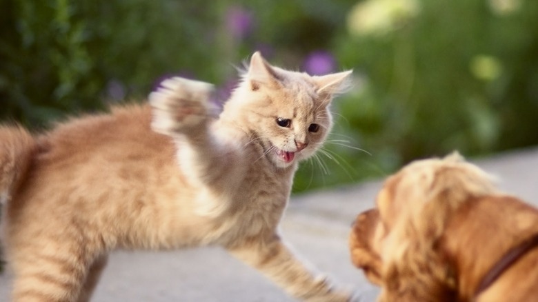 un chat chassant un chien