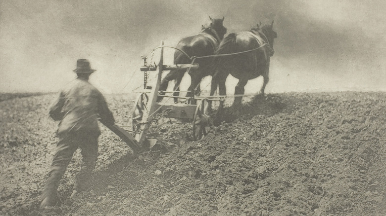 Charrue tirée par un cheval dans les années 1880