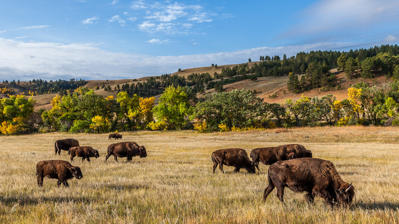 Herd of American Buffalo grazing