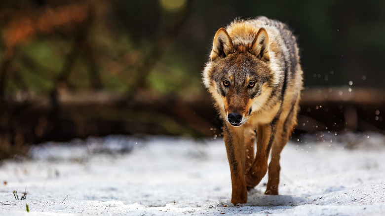 Un loup hurlant à la lune