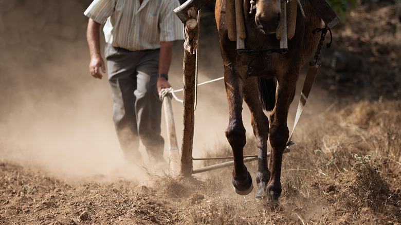 Agriculteur avec un cheval et une charrue