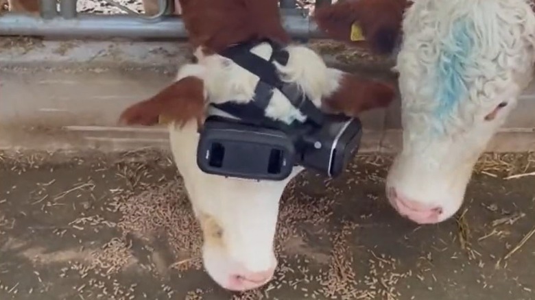 Vache avec un casque VR