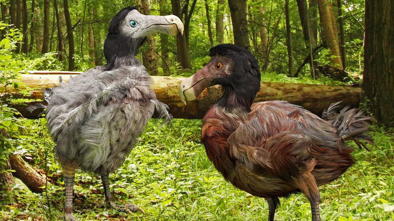 Modèles de dodo mâle et femelle