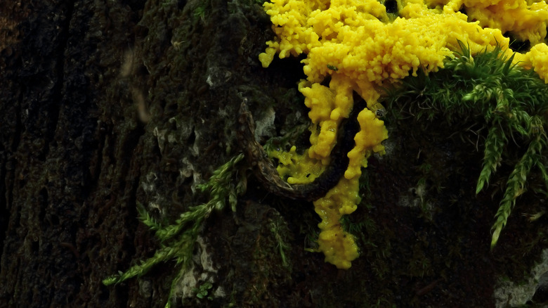 Moule jaune en décomposition sur un arbre