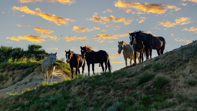 Des chevaux se tiennent sur une crête