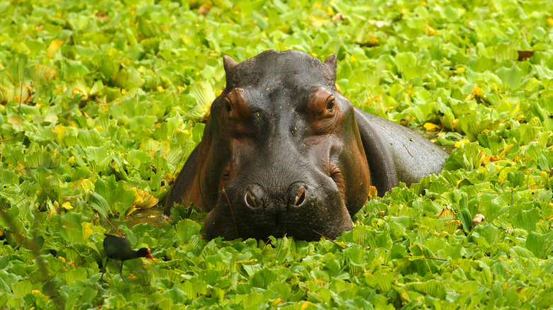 Un hippopotame dans une rivière en Colombie