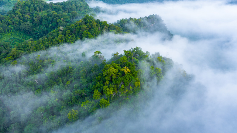 Forêt tropicale brumeuse