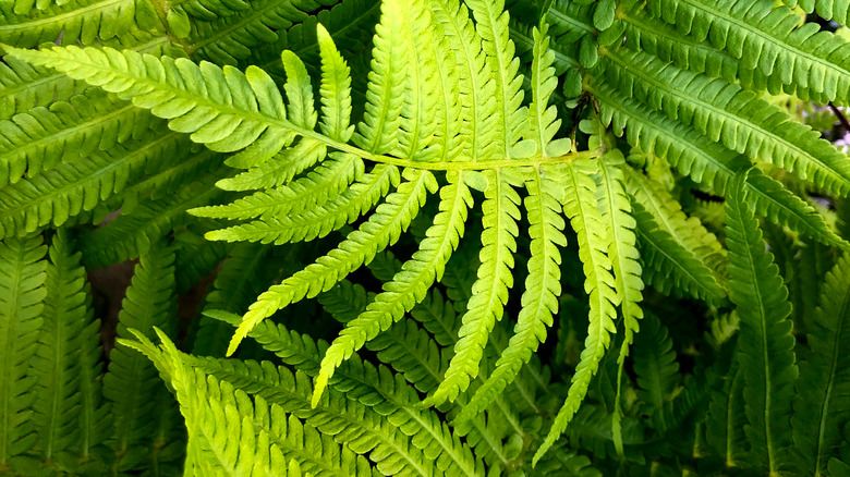 Ferns