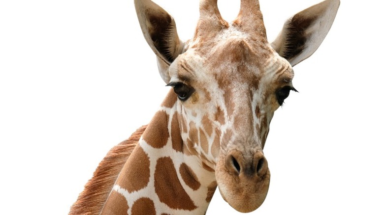 head of a giraffe