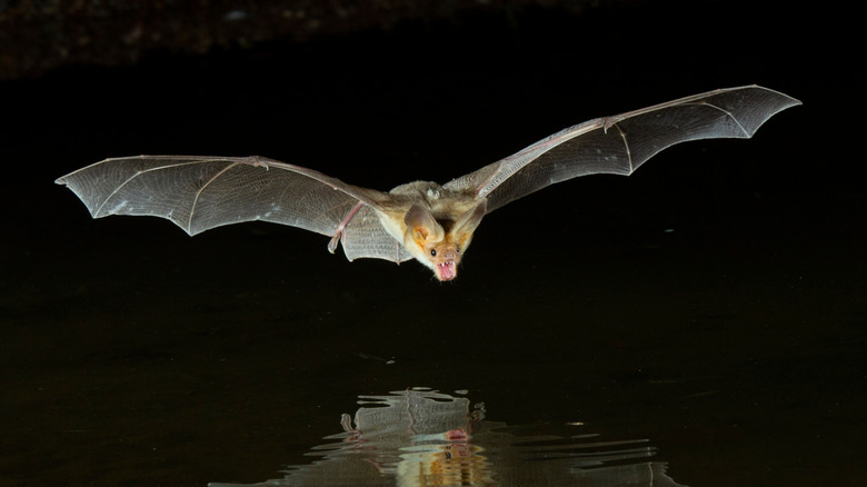 Chauve-souris volant au-dessus de l'eau