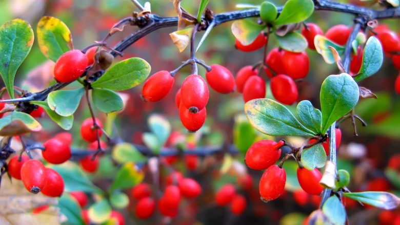 un buisson barberry