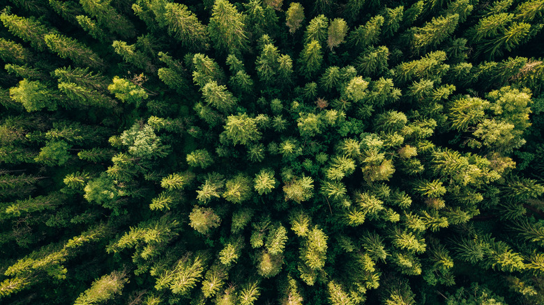 photo aérienne par drone d'une forêt