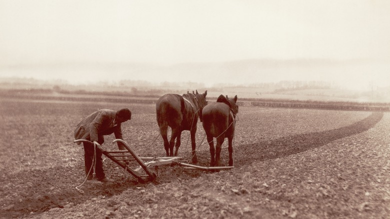 Photo de 1880 avec cheval et charrue