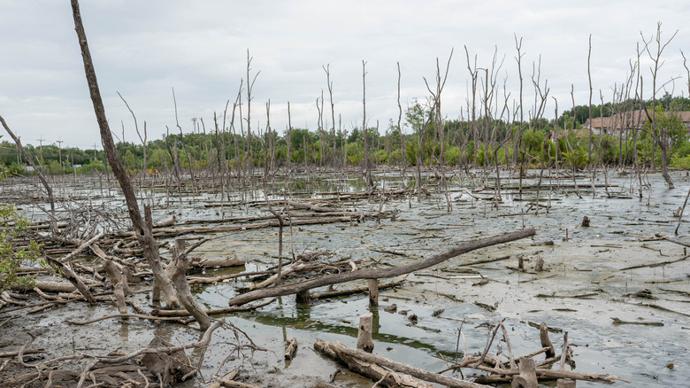 Forêt dénudée dans un étang détruit par la pluie acide