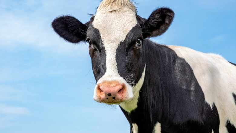 vache dans un pâturage