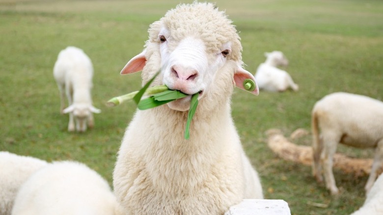 agneau mangeant de l'herbe