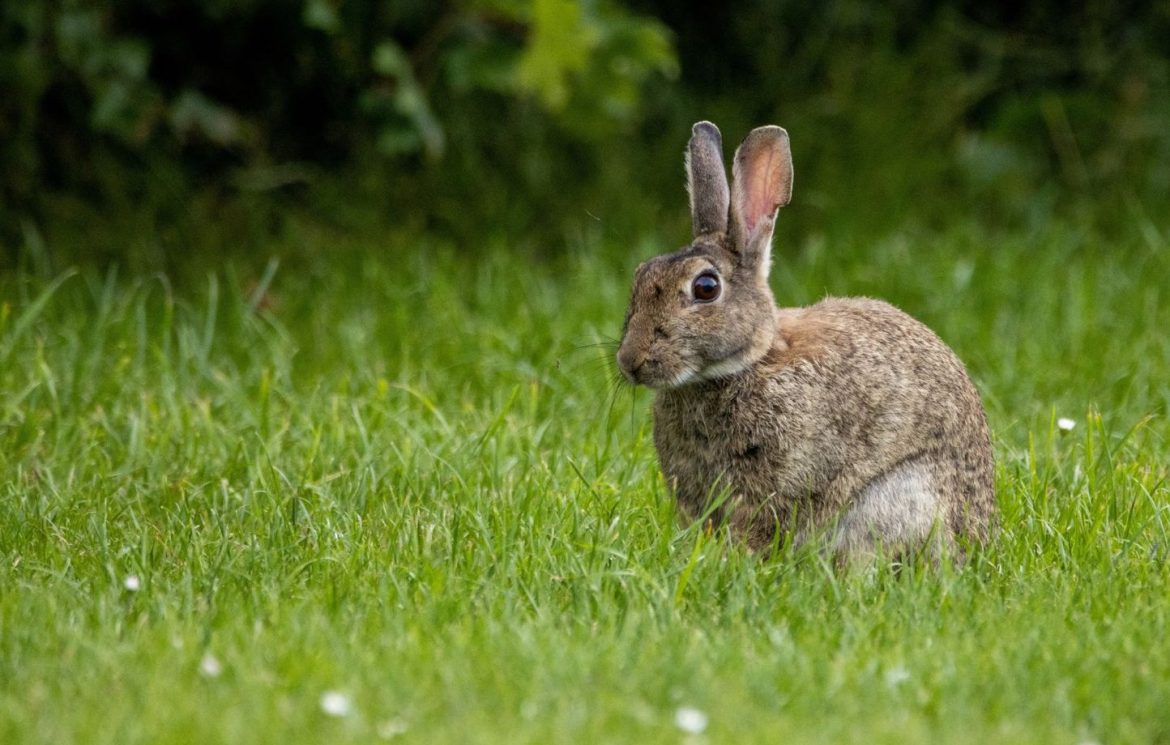 Arrestation d'un homme suspecté de maltraitance sur lapins au Japon