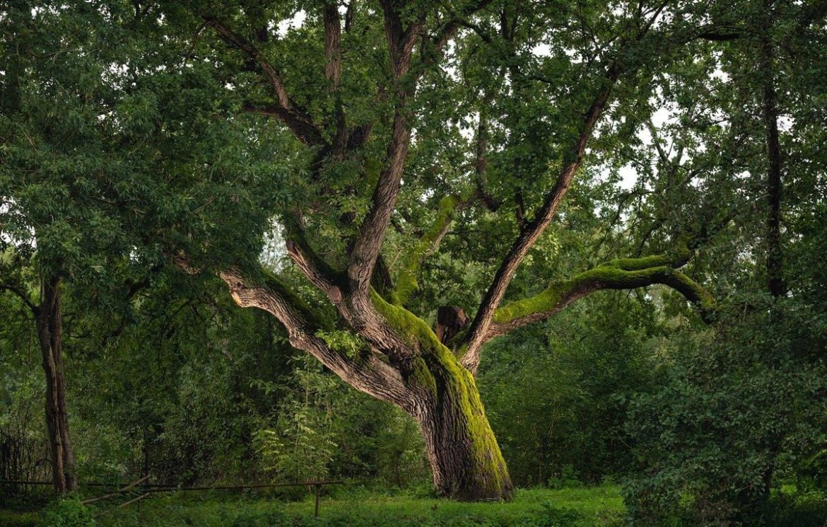 Découvrez les plus beaux arbres de France et leur histoire