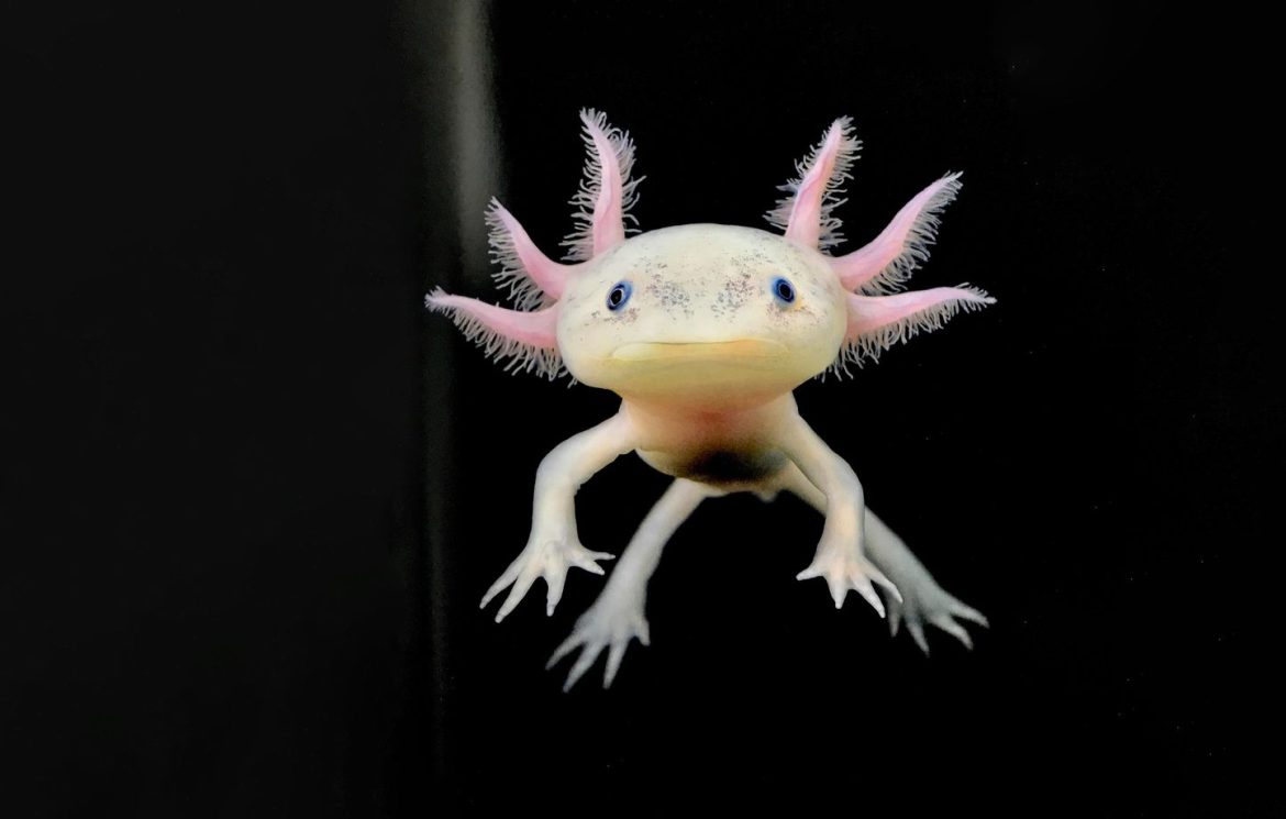 L'axolotl : un amphibien fascinant et mystérieux du Mexique