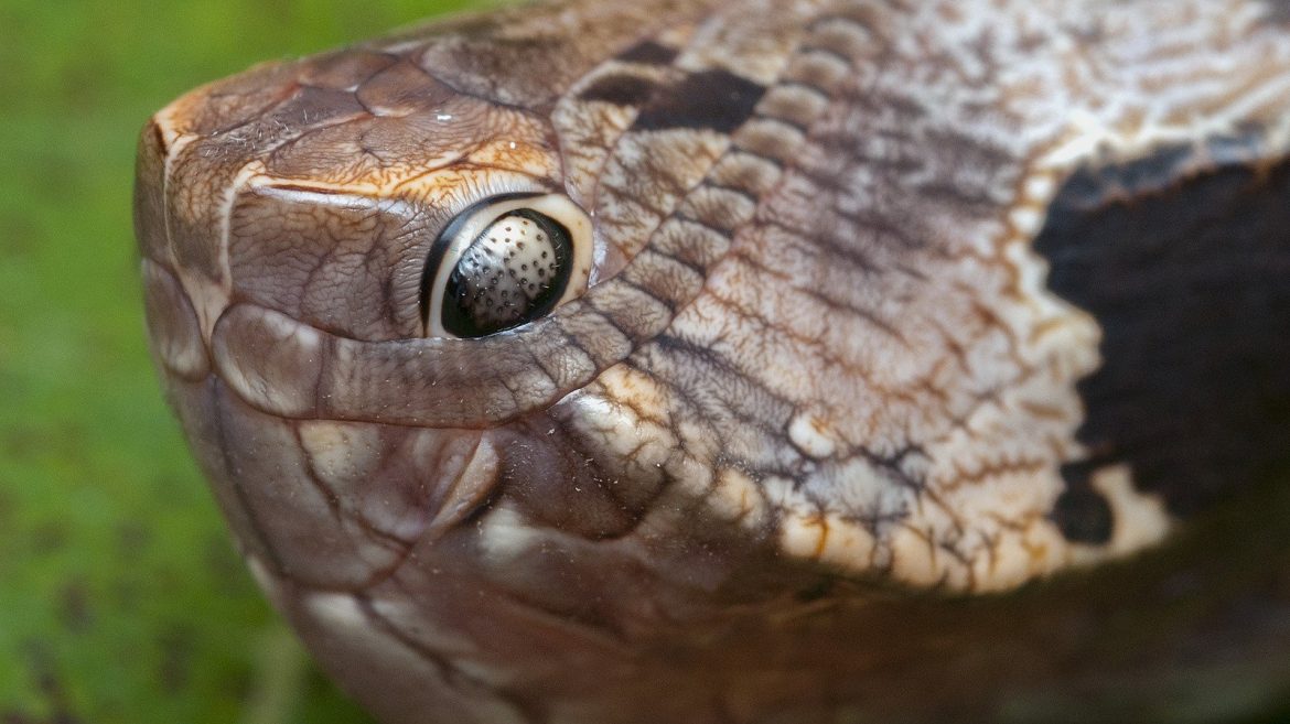 La Vérité Étrange de la Chenille Se déguisant en Serpent