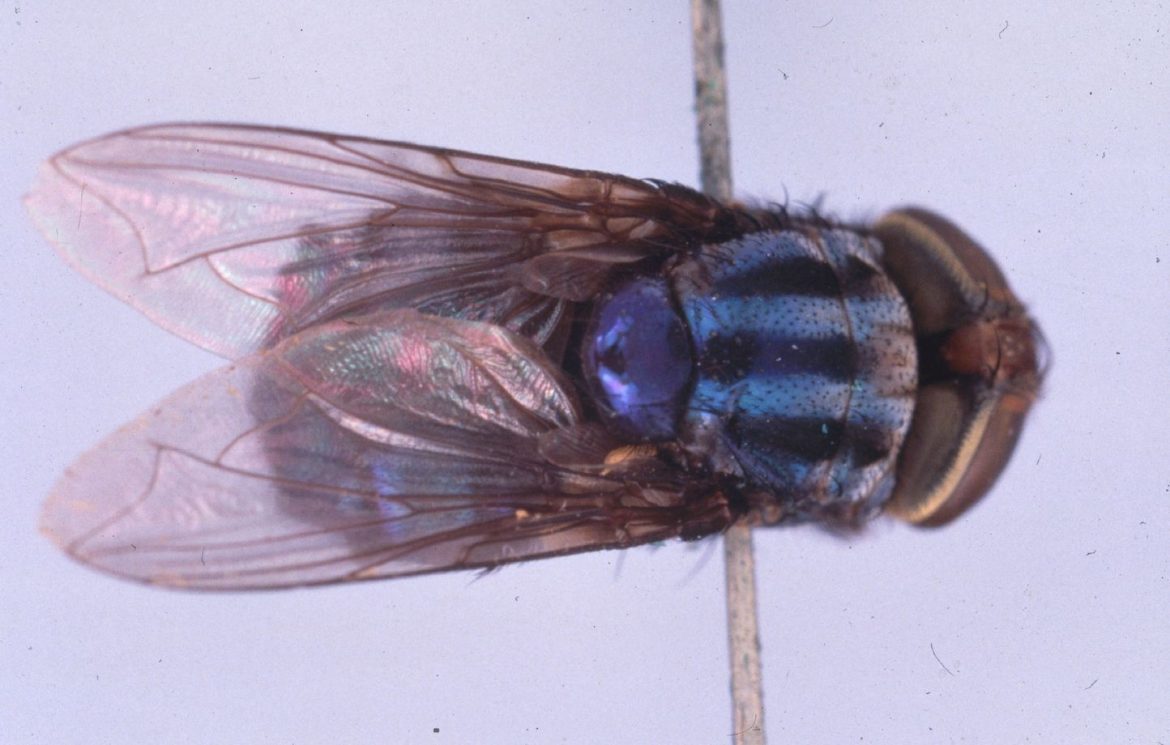 La lucilie bouchère : la mouche mangeuse de chair qui tue