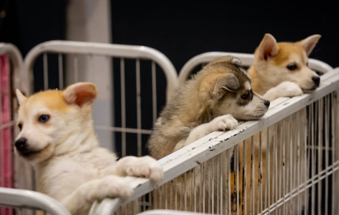 Pétition contre les salons du chiot en France : plus de 25.000 signatures