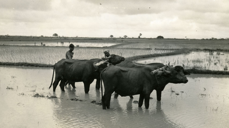 Culture de riz durant la famine de Bengal 1943