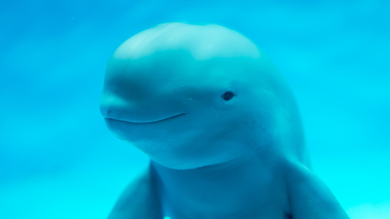 Smiling porpoise