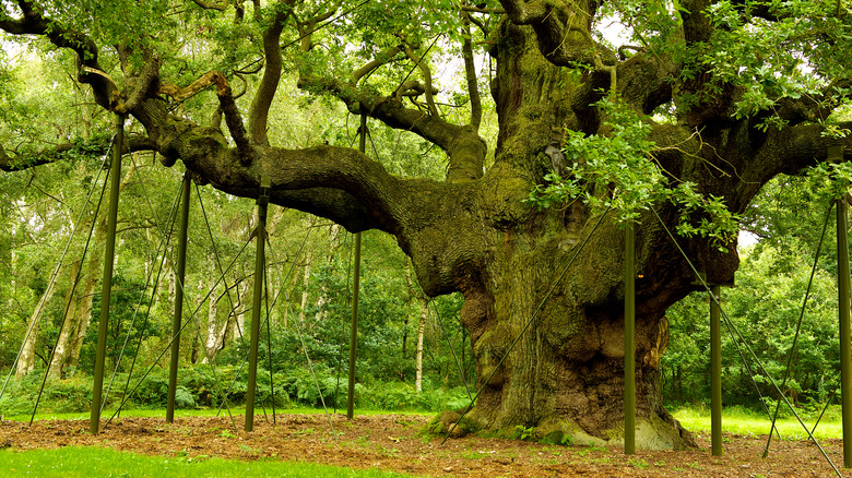 Forêt de Sherwood