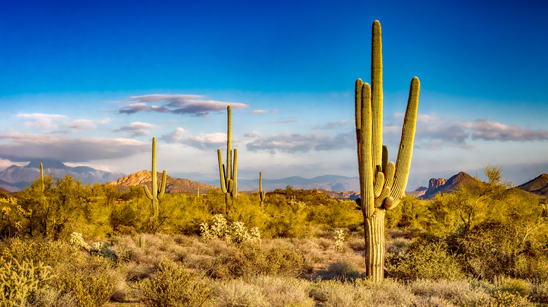 Cacti in desert