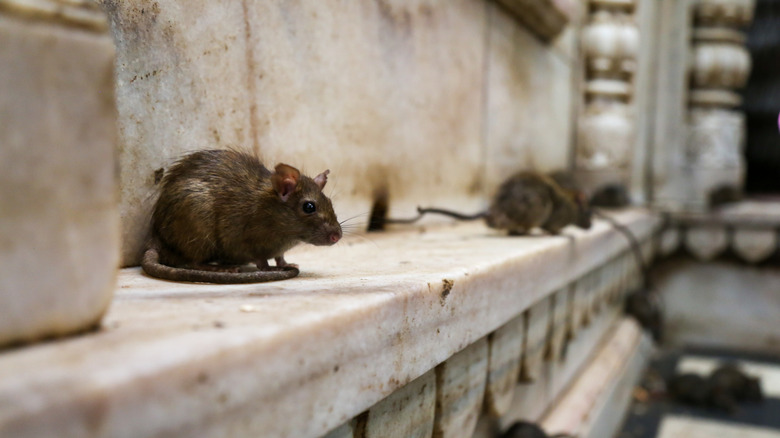 Deux rats devant un rebord extérieur