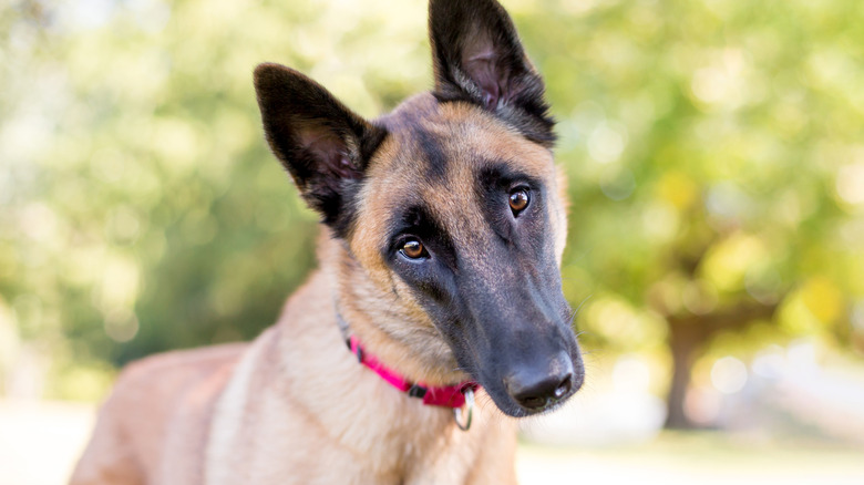 Belgian Malinois staring with head tilted