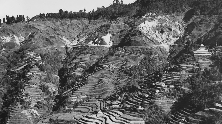 Rizières autour de Darjeeling