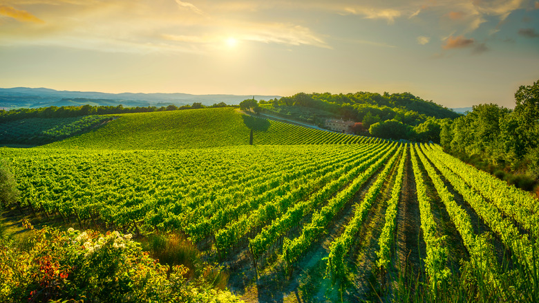 Vignoble italien