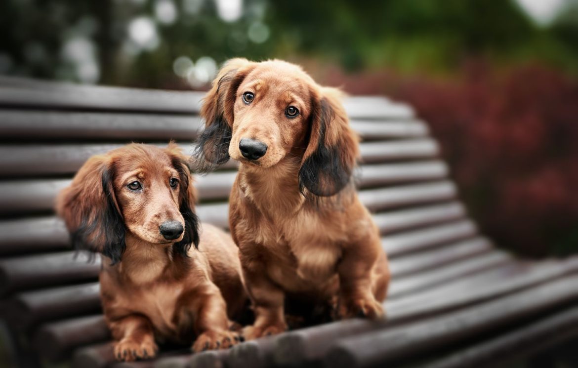 Les teckels : un groupe canin unique et attachant