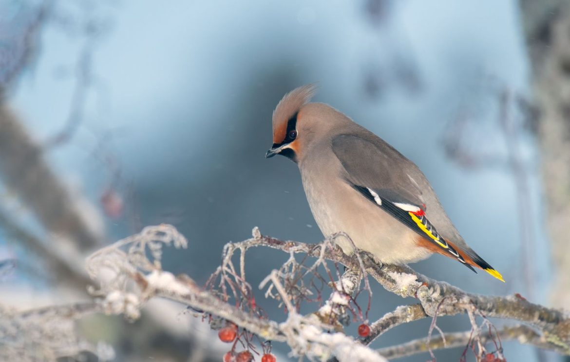 Le jaseur boréal : un oiseau fascinant de la taïga - Obscura