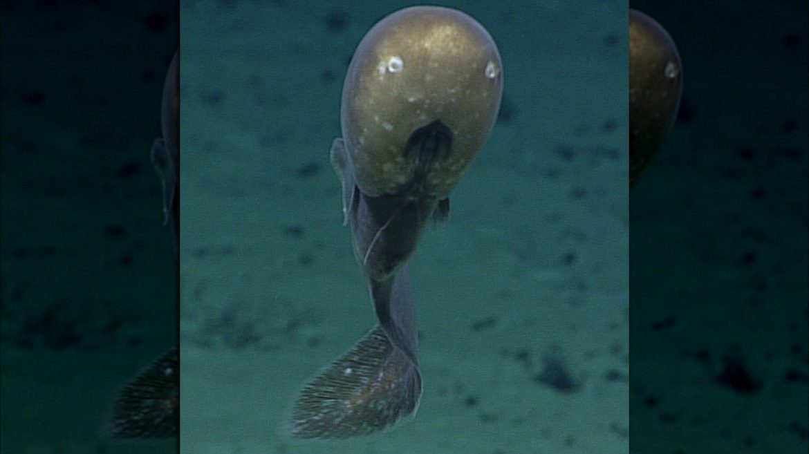 Le poisson sans visage : un mystère des profondeurs marines